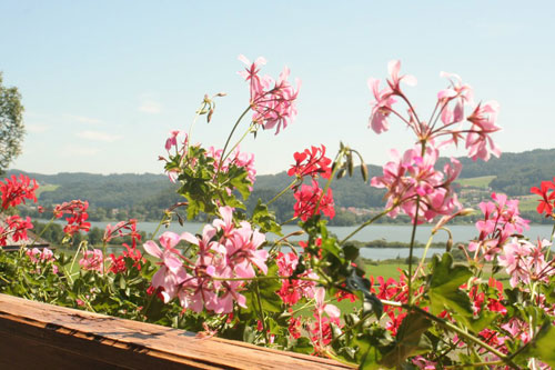 Blumen mit Seeblick